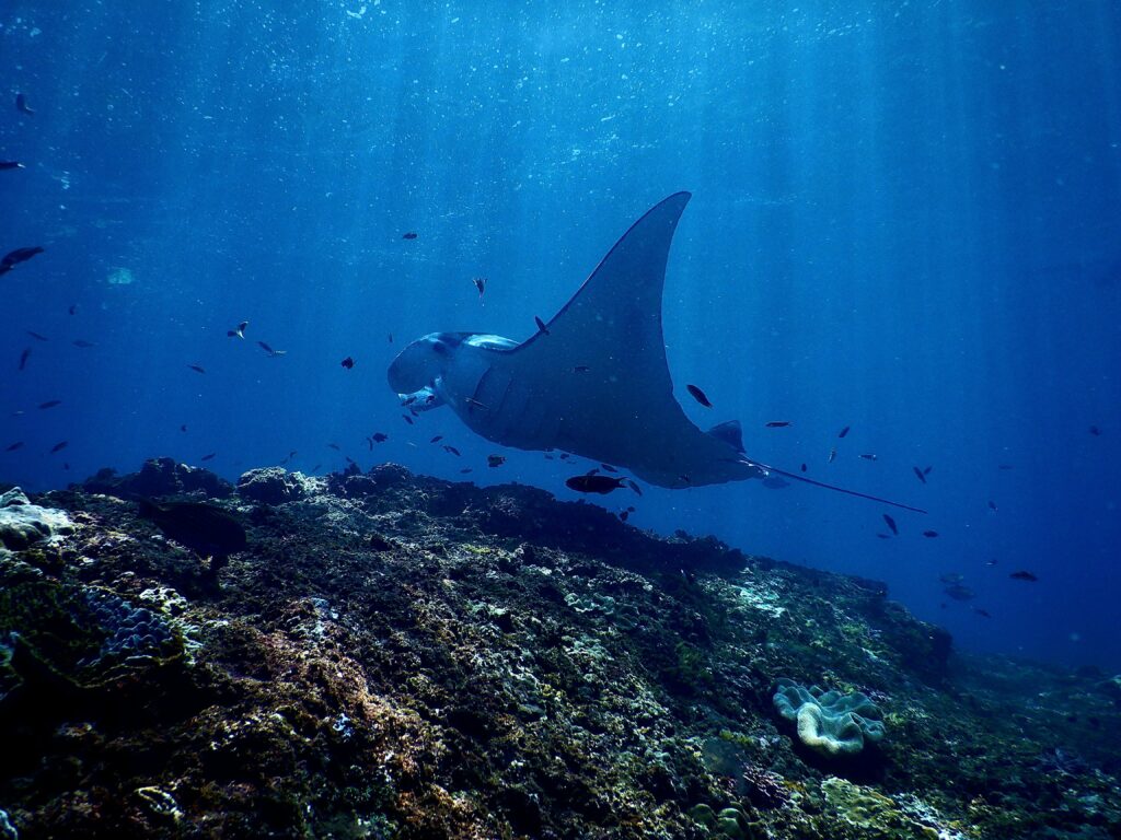 Stunning underwater scene of a manta ray gliding through a vibrant coral reef habitat.
